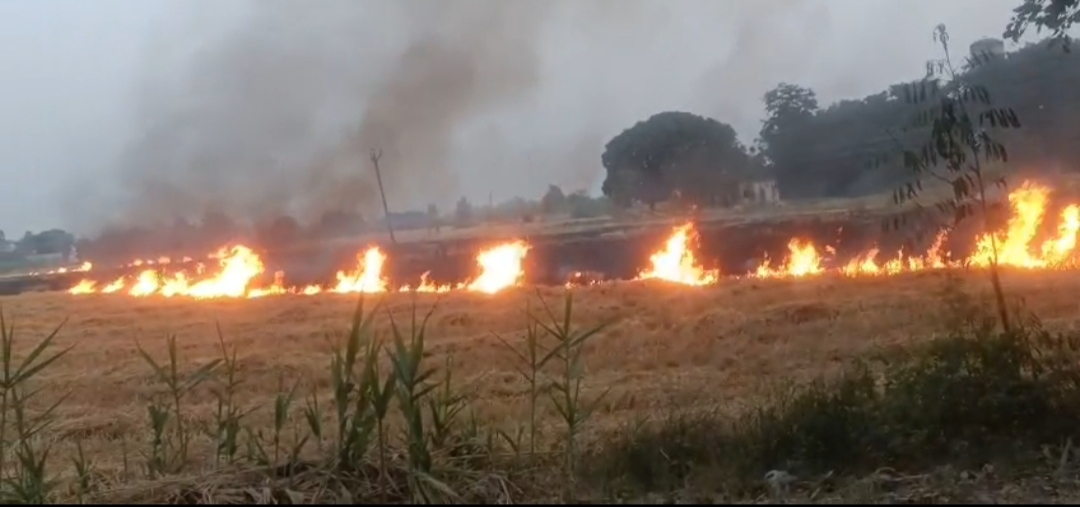 Grass caught fire due to spark from electric wires.